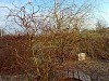 Сад Подлесной Натальи