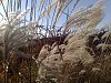 Сад Подлесной Натальи