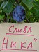 Сад Железова В.К.