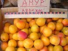 Сад Железова В.К.