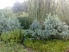 Сад Подлесной Натальи