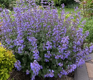 Начало сада 2022г