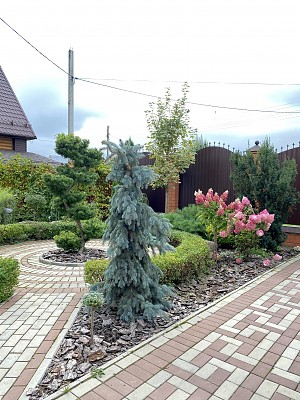 Яркий сад за один день