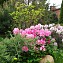 рододендроны